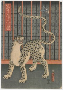 A Leopard Drawn from Life, Edo period, 1860 by Utagawa Kunimaro